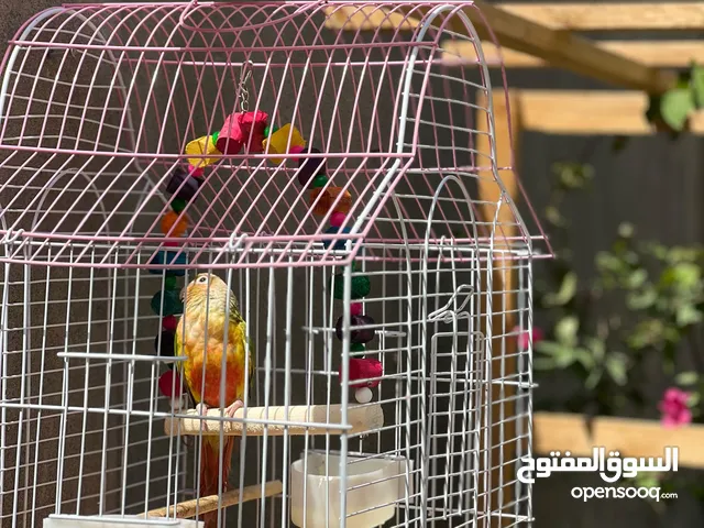 ذكر كنيور اليف للبيع