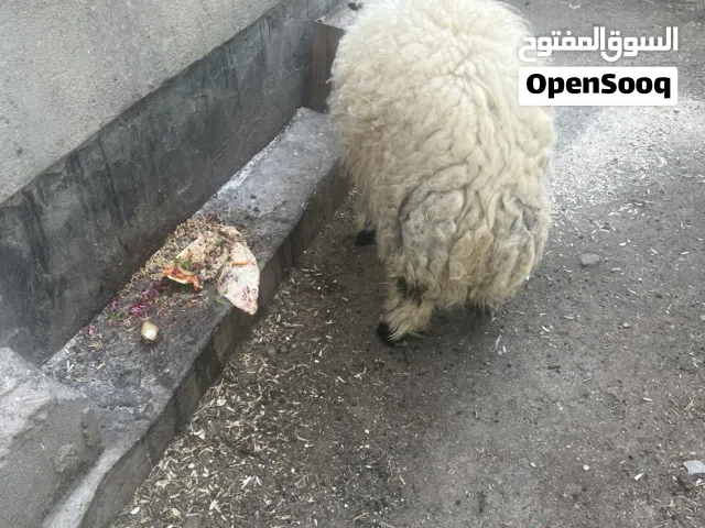 خروف واحد للبيع بسعر 450