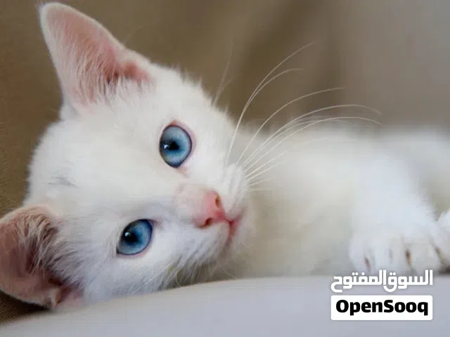 white Persian cat