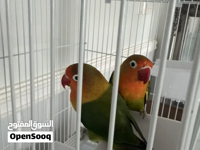 ببغاء روز زوج