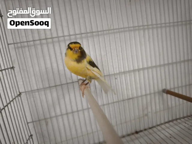 ذكوره كناري انتاج العام الفات
