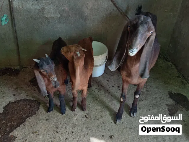 وماعز قبرصي  مع ولاده 2