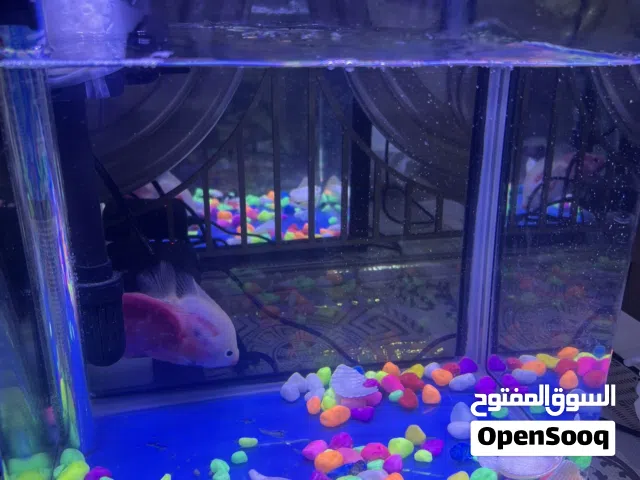 حوض معى سمك معى غراض الحوض