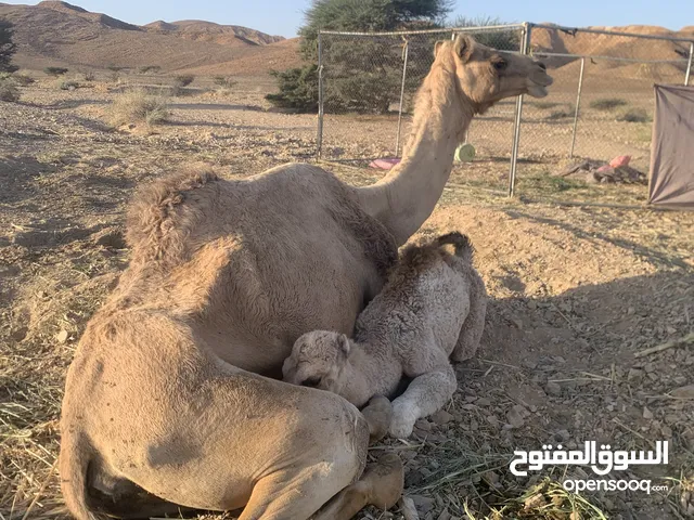 للبيع ناقه ملتويه رجلها عند ثفنه تحتها قعود ود شهر ال يقدر يعابلها زينه سلاله حلوه ولا ال يباها لحم