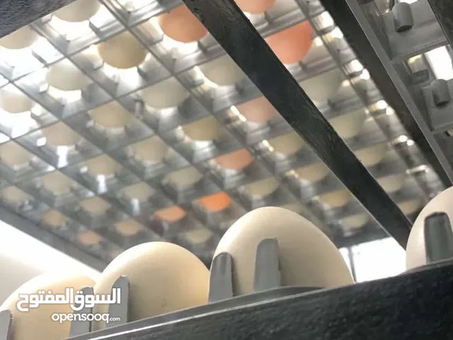 فقاسة بيض مستخدمة فقستين سعة 1232 بيضة دجاج أوتاماتيك كاملة حرارة ورطوبة وتقليب بسعر حرق