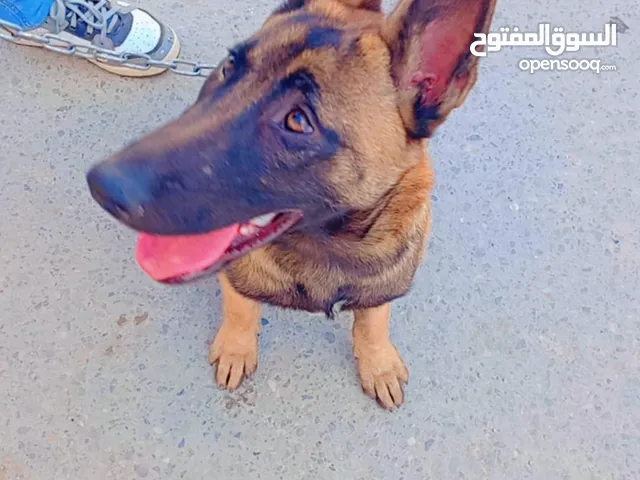 كلب (انثي) مالينوا