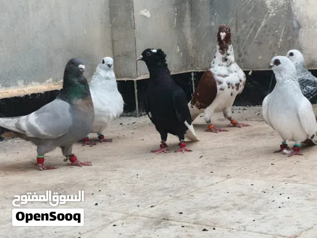 متاح 6 حبات طيور حمام