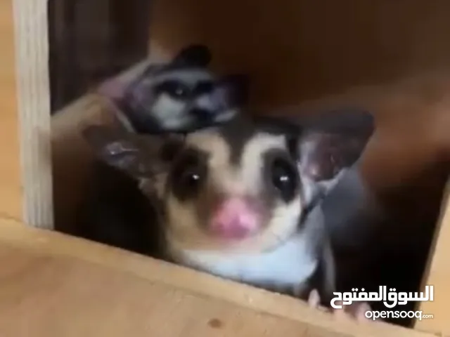 شوقر قلايدر زوج