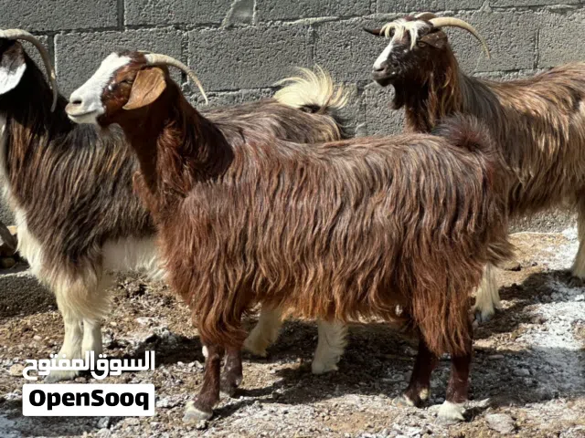 أغنام جباليات سمان ما شاء الله راهيات حلال طيب ونظيف العدد4
