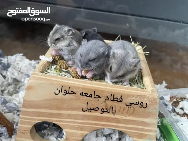 روسي في حلوان