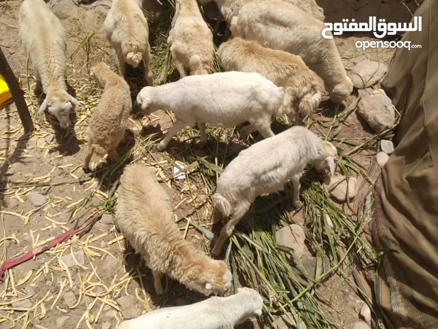 اغنام شبوه
