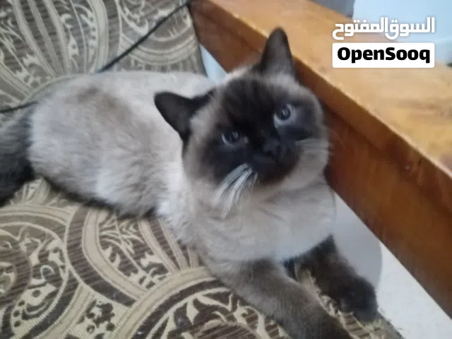 Male Himalayan cat