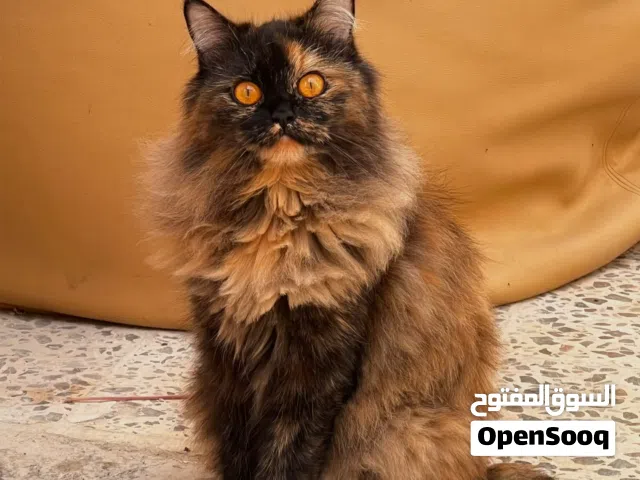 Persian Cats for Loving adoption
