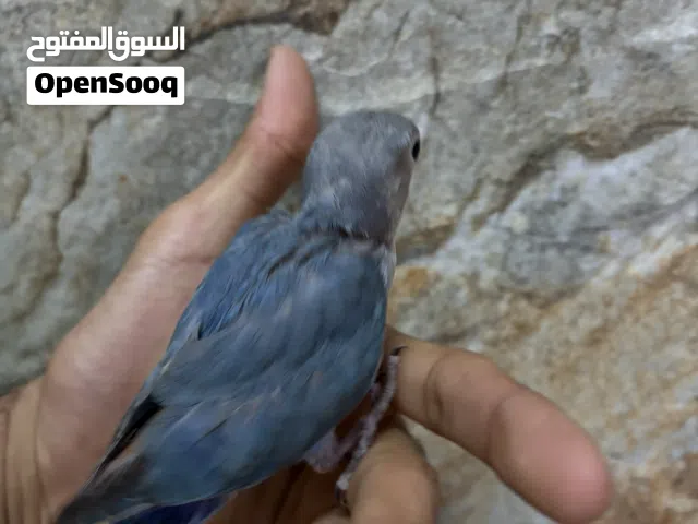 فروخ روز للبيع