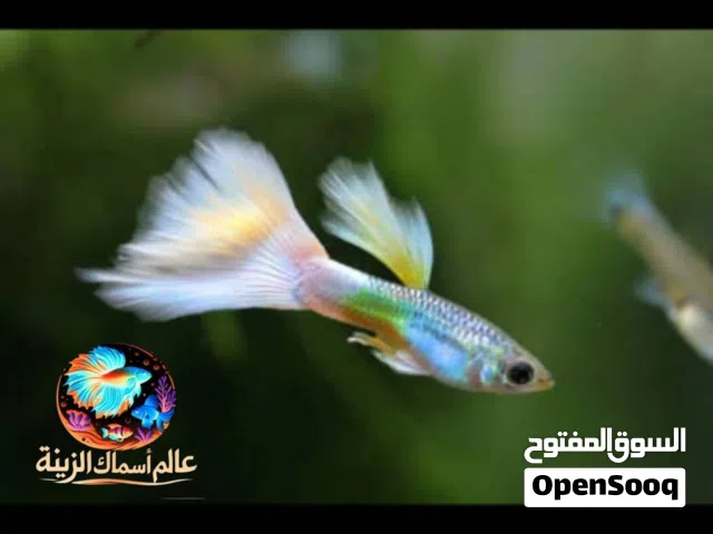 اسماك جوبي طفرات مميزه