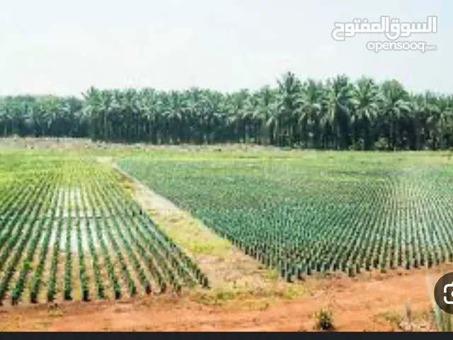 مطلوب مزرعه للإيجار السنوي في إمارة ابوظبي