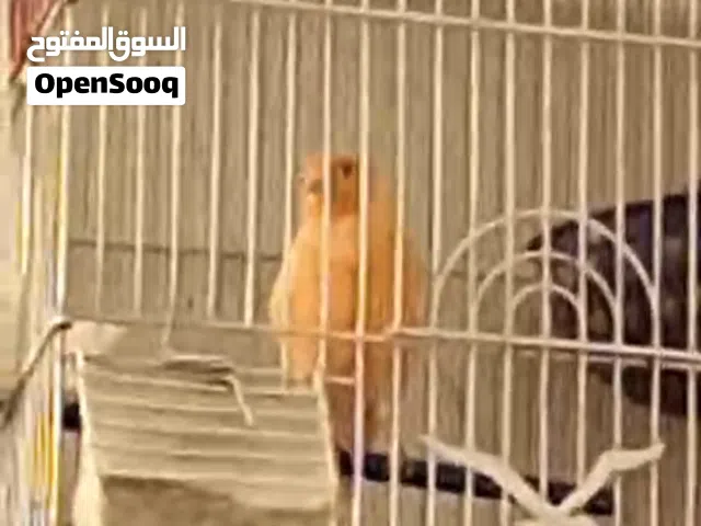 السلام عليكم كناري فول نرويجي احمر ثاني سوبر فووول واضحات بالفيديو  شرط تسمع وتأخذ وطير واضح بالفيدي