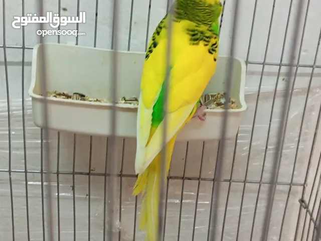 للبيع ذكر طير حب