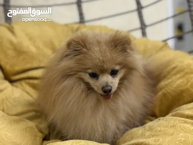 كلب بومرينيان لحجم وسط ، مُنتج ، و لعوب