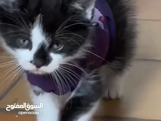 لا لبيع تاريخ2025