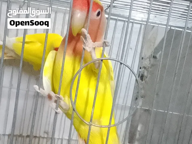مجموعة طيور روز للبيع اقرأ الوصف
