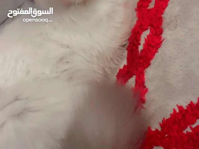 قط ذكر هملايا