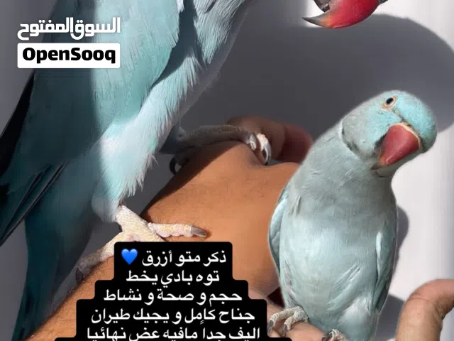 ذكر متو أزرق اليف