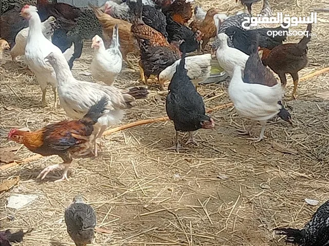 دجاج انتاج المزرعه فرنسي وكويتي