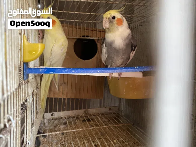 موجود جوز كوكتيل