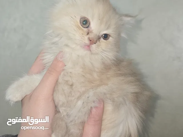 قطة انثى بيرشن للبيع