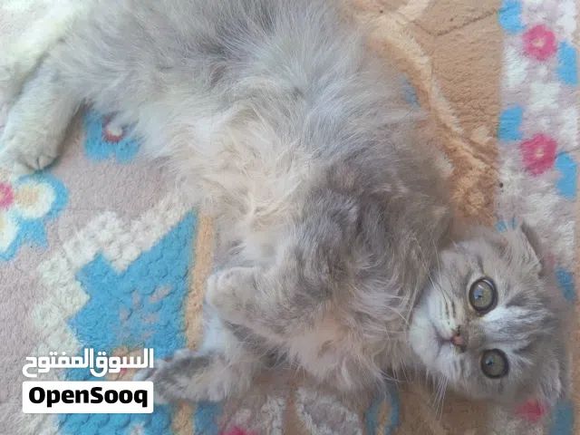 سكوتش فولد لونج هير بيور