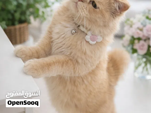 Male cat for mating