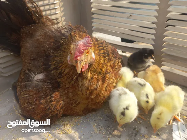 دجاجه مع عيالها 10 صغار عمر 3 ايام