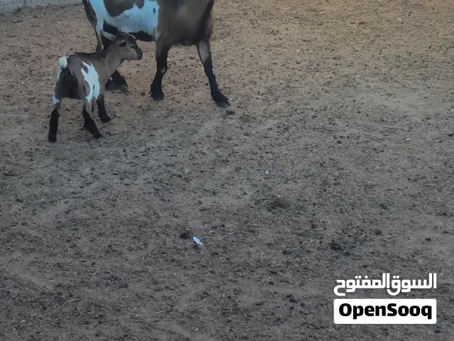 عنز للبيع...