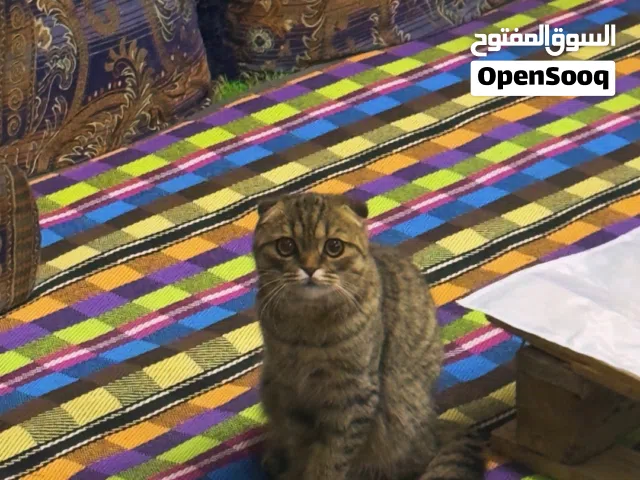 قط،سكوتش فولد