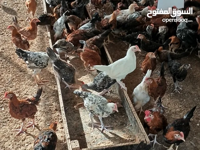 دجاج بلدي عمر ثلاث شهور