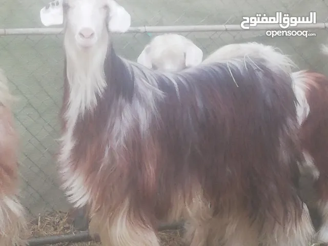 جدي عماني لللبيع حولي مطعوم طعام اخضر وسح وشعير