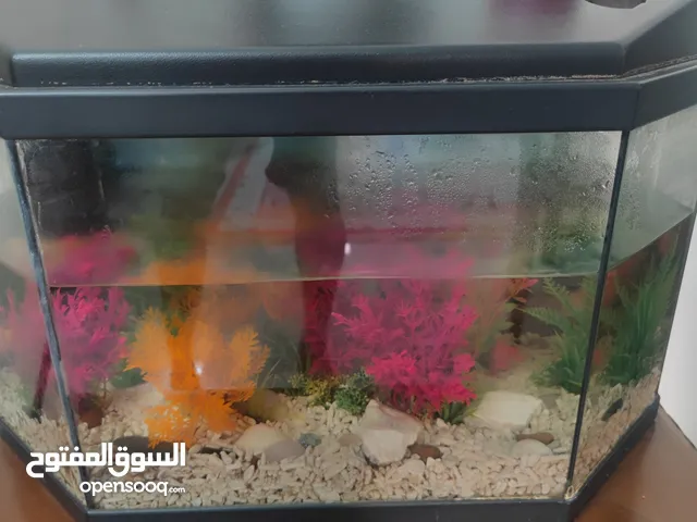 Pentagon shape aquarium for sale
