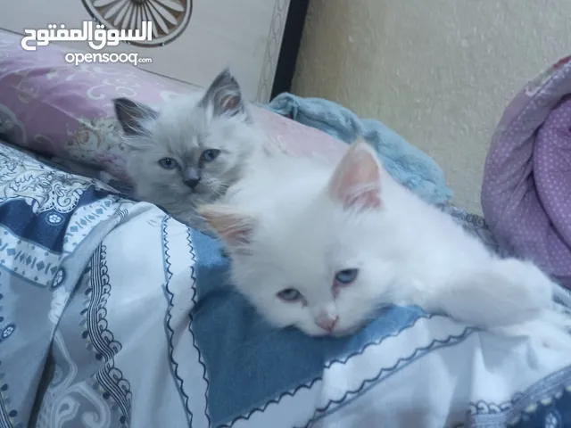 قطط هملايا للبيع