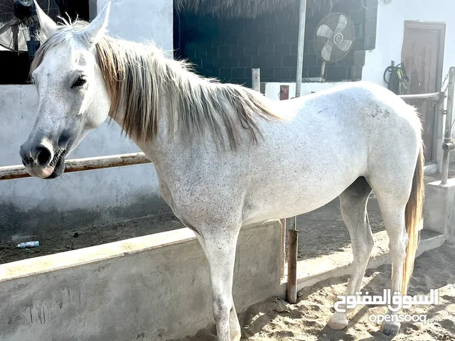 خيل فرس عربيه للبيع  Arabian mare for sale