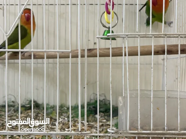 زوجين طيور للبيع