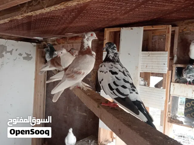 حمام انواع مختلفة
