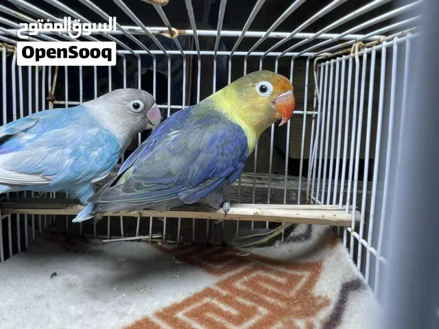 متاح اربع زواج غندوره بزارات شرط الوان حلوه