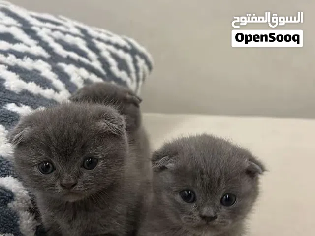 للبيع : 3 قطط سكوتش فولد ( شراء عدد القطط حسب الرغبه )