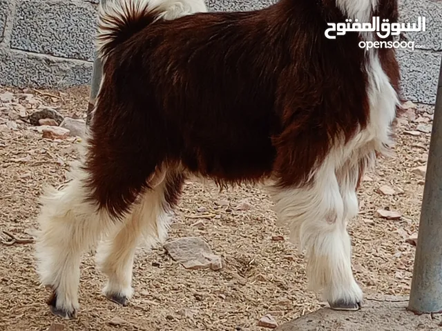 جدي من حلال الجبل