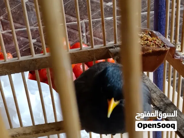 مينه  اليفه تحجي