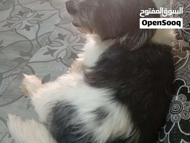 للبيع اليف ويحب اللعب وماخذ مطاعيم