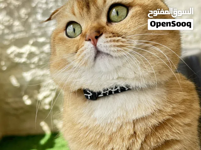 سكوتش فولد جولد