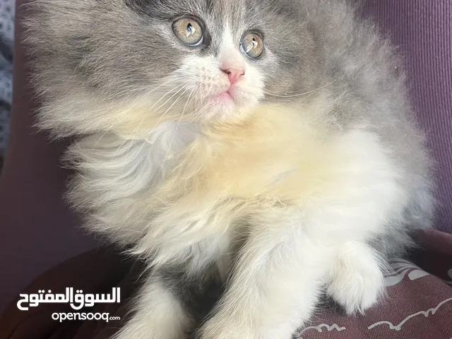 قطه شيرازيه للبيع نظيفه