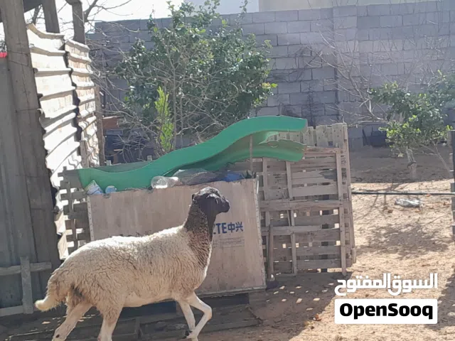 فطيمه وطنيه ربي يبارك امها توميه وعشره مقربه علي ميلاد ضرعها نازل سليمه من العيوب والامراض